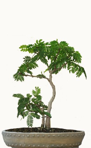 Seedeo Bonsai Anzuchtset Schlafbaum/Seidenakazie (Albizzia julibrissin)
