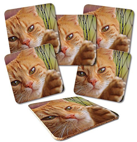 ADDIES &apos Dessous de Plat 6 pièces Kit Motif Chats de Verre 01 présentée dans Un Coffret Cadeau Transparente et Dos en liège Motif Animaux