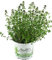 Planta De Limón Tomillo, Tomillo Limón, Thymus citriodorus, Planta Fresca de Mercado