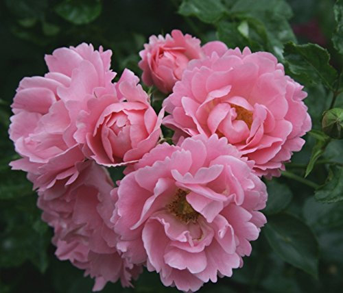 Bodendeckerrose Sommerwind im 4 Liter Rosentopf