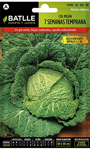 Semillas Hortícolas - Col Milán Temprana 7 semanas sel. Rapit - Batlle