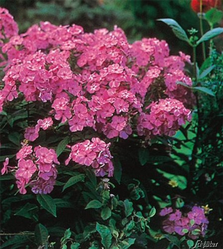 GARTEN SCHLÜTER® Edelphlox Landhochzeit - Phlox paniculata | Zweifarbiger Blickfang - duftend, als Schnittblume geeignet