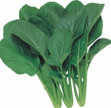 Just Seed Komatsuna - Japanese Green Boy - 400 Seeds