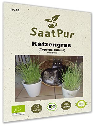 100 g Katzengras BIO Samen Suessgras Snack Katzengrassamen schnell keimendes Katzengrassaat Triticum aestivum