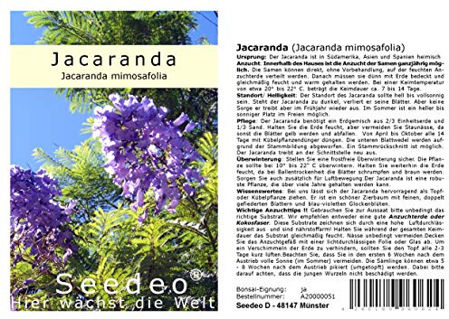 Seedeo® Jacaranda (Jacaranda mimosafolia) 50 Samen