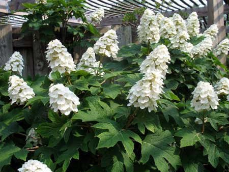 Oakleaf Hydrangea Quercifola 'Snow Queen' - Live Plant Shipped 2 Feet Tall by DAS Farms