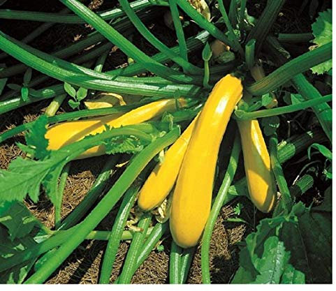 PREMIER SEEDS DIRECT - COURGETTE/Zucchini - Yellow/Golden - 30 Seeds