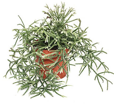 Exotenherz Rhipsalis pilocarpa - Korallenkaktus - im 12cm Topf