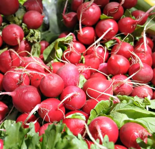 Just Seed - Vegetable - Radish - Cherry Belle - 400 Seeds - Economy Pack