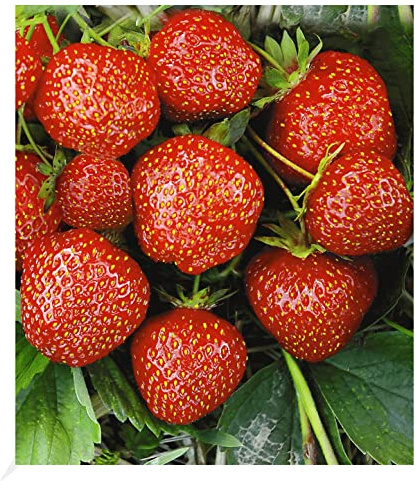 BALDUR Garten 6x Erdbeere Hummi's® 'Sengana® Selektion', im 7x7 cm-Topf | Fragaria, selbstfruchtend, winterhart, extra lange & starke Ranken, Fragaria x ananassa, aromatische Früchte