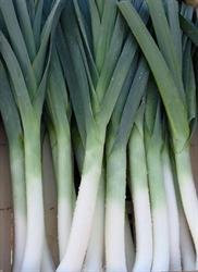 Unusual Rare French Heirloom Heritage BLEU SOLAISE Leek 100 Seeds. Certified French Organic Grower