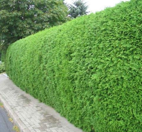 Thuja Brabant Cont. 100 - 125 cm