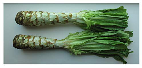 PREMIER SEEDS DIRECT - CELTUCE - STEM Lettuce - 3 GRAM (Approx 2700 Seeds)