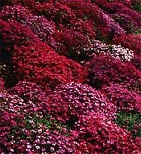 50+ Aubrieta Rock Cress Red Flower Seeds/Perennial
