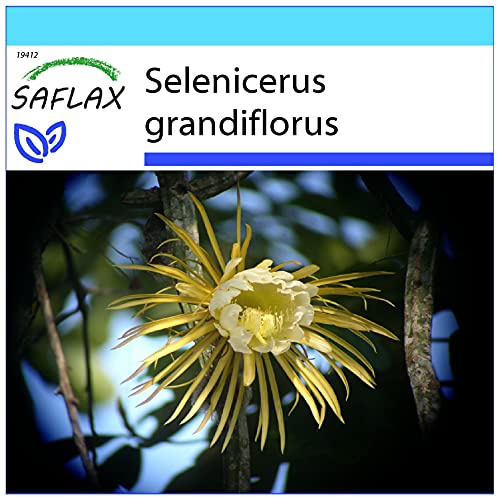 SAFLAX - Gift Set - Queen of The Night - 40 Seeds - Selenicerus grandiflorus