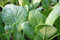 Hojas de mostaza semillas, Tendergreen, herencia, orgánico, no gmo, 100 semillas verdes,