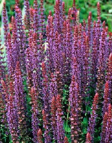 Salvia superba 'Violet Queen' / Violet Sage/Hardy Perennial/PlantGenesis Seeds