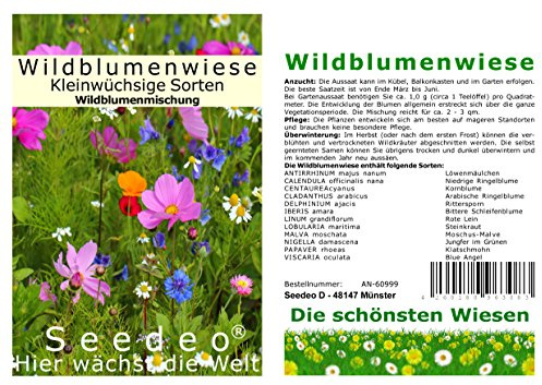 Seedeo® Wildblumenwiese Kleinwüchsige Sorten