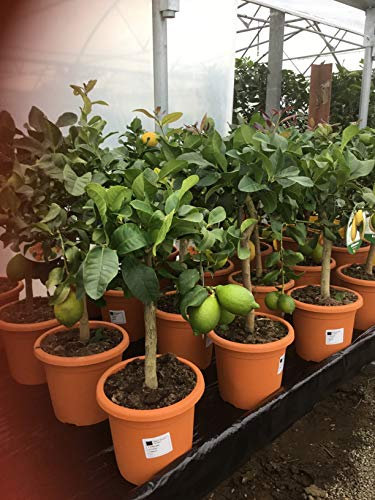 Lemon Tree (Four Seasons)