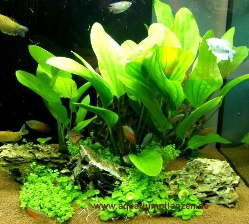 Mühlan - Wasserpflanzensortiment Amazonas, südamerikanisch, grüner Aquarienpflanzen Dschungel inkl. Dünger