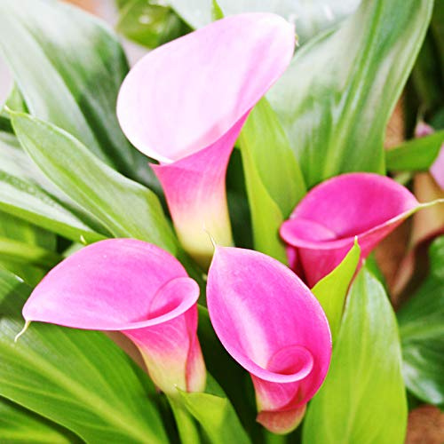 Garnet Glow Calla Lilies Flower Bulbs - 3 Lily Bulbs per Pack - Attracts Butterflies and Hummingbirds - Deer Resistant - Good as Cut Flowers - Grows Well in Containers - Perennializing - Live Garden