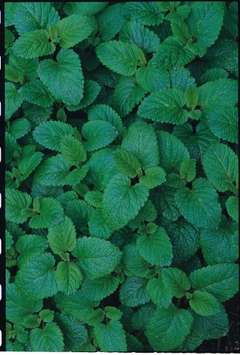 Just Seed Herb - Lemon Balm - Melissa officinalis - 400 Seeds