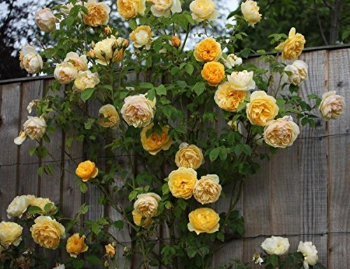 Müller Münchehof GmbH Strauchrose in div. Farbnuancen Farbe Orange