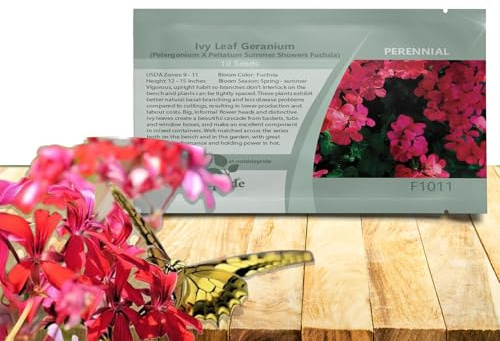 Outsidepride Fuchsia Ivy Leaf Geranium Seeds for Planting - 10 Pcs Perennial, Heat & Drought Tolerant Flower Seeds with Green Foliage & Fuchsia Blooms for Pots, Borders & Lush Summer Garden Displays