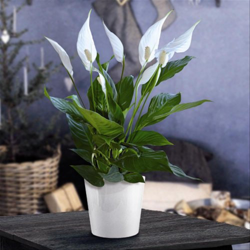 1 X SPATHIPHYLLUM 'Peace Lilly' Dark Green HOUSEPLANT Healthy Plant in Pot