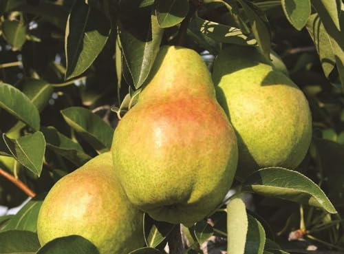 Pyrus Williams Pear Dwarf Patio Fruit Tree 3-4ft Supplied in a 5 Litre Pot by DirectPlants