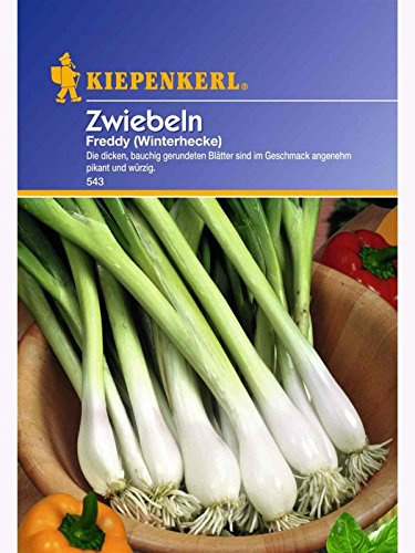 Zwiebeln Freddy (Winterhecke) | „Ewige Zwiebel“ | völlig winterhart | vitaminreiches Zwiebellaub