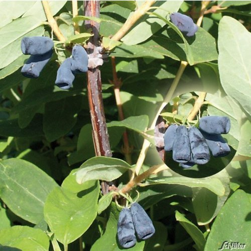 GARTEN SCHLÜTER® Lonicera | Sibirische Blaubeere 'Blue Velvet' Honigbeere Kamtschatka-Heckenkirsche 1 Pflanze im Topfballen