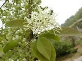 Chionanthus retusus Semi cinesi FRINGE albero!