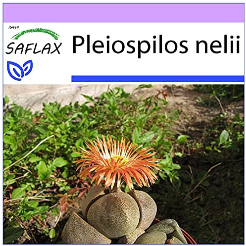 SAFLAX - Piedras vivas - 40 semillas - Pleiospilos nelii