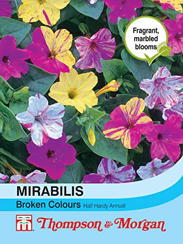 Thompson & Morgan - Flowers - Mirabilis Jalapa Broken Colours - 50 Seed