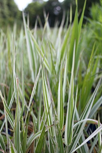 WASSERPFLANZEN WOLFF - Phalaris arundinacea 'Picta' - Rohrglanzgras, weiß-gestreift - QUALITÄTSSTAUDE durchwurzelt im 9x9cm Topf – heimisch - winterhart