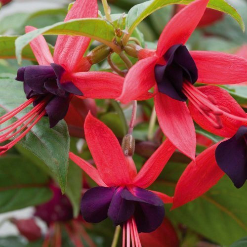 Pack x6 Hardy Climbing Fuchsia 'Lady Boothby' Summer Garden Plug Plants