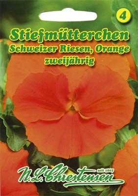 Stiefmütterchen Schweizer Riesen Orange Viola wittrockiana