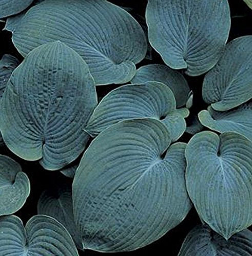 Hosta 'Elegans' 15cm Pot Size