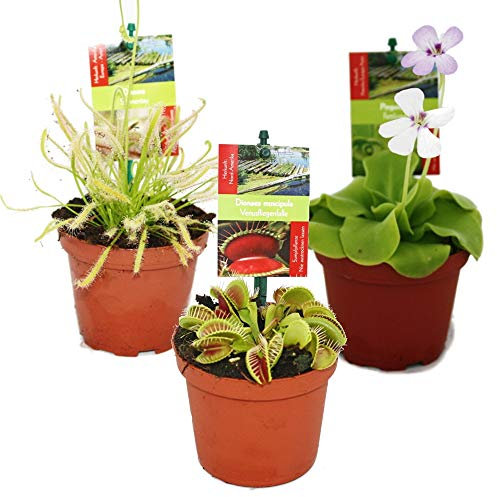 Exotenherz - Starter Set Fleischfressende Pflanzen - 3 Pflanzen