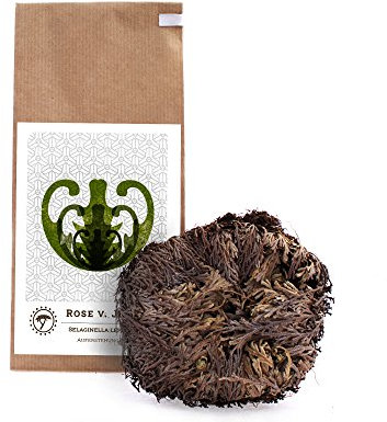 YAKEBA | Rose von Jericho | Mittel | Selaginella lepidophylla | Papiertüte | Perfekt als Deko oder als Terrarium/Flaschengarten Zubehör | Pflanze ins Glas und schon wird sie grün…