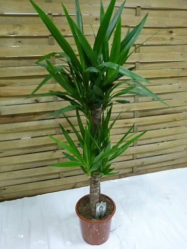 [Palmenlager] Yucca elephantipes 130 cm // Zimmerpflanze Palme