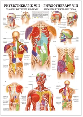 Sport-Tec Triggerpunkte Kopf und Rumpf Mini-Poster Anatomie 34x24 cm med. Lehrmittel
