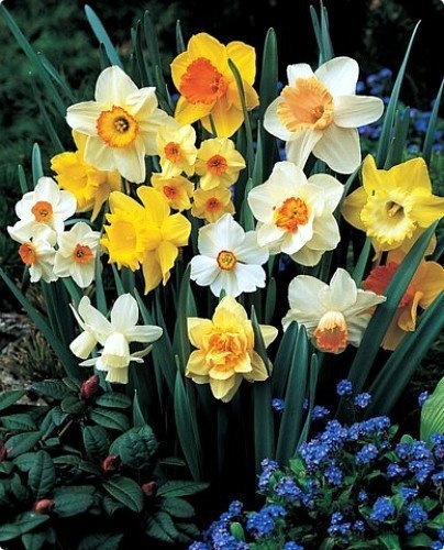 Large Cupped Daffodil Bulbs Sunshine Mix