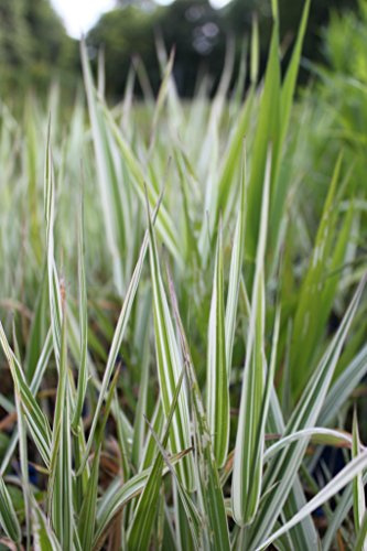 WASSERPFLANZEN WOLFF - Phalaris arundinacea 'Picta' - Rohrglanzgras, weiß gestreift - 2er-Set QUALITÄTSSTAUDEN in 9x9cm Töpfen - heimisch - winterhart