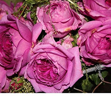 Englische Rose Young Lycidas im 7 Liter Rosentopf