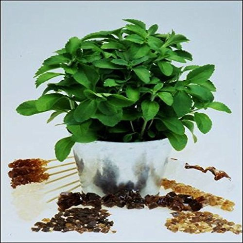Tropica - Herbes - Stevia Herbe Douce (Stevia rebaudiana) - 10 Graines