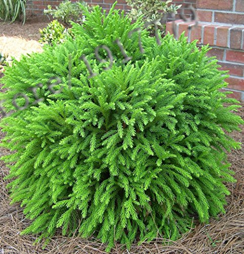 Neuankömmling!!! 50pcs / Japan - Japanische Zeder Samen, Bonsai göttlichen Gehölzen Samen