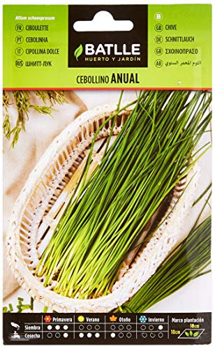 Graines aromatiques de Batlle - Ciboulette annuel (3g), Vert.