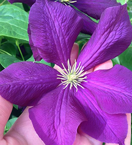 Clematis viticella 'Etoile Violette' 40–60 cm – Winterhart, Mehrjährig & Pflegeleicht – Italienische Waldrebe – Kletterpflanze für Pergola & Rankhilfe